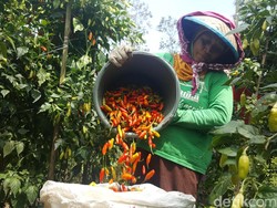 Petani di Malang akan Hati-Hati Terima Bantuan Cabai, Ada Apa?