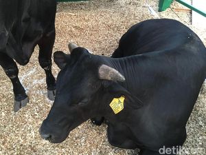 Ini Dia Sapi Wagyu Asal Jepang, Harga Dagingnya Rp 800.000/Kg Ini Dia Sapi Wagyu Asal Jepang, Harga Dagingnya Rp 800.000/Kg