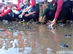 Ratusan Anak Penyu Dilepas di Pantai Serang Blitar