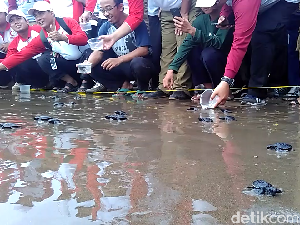 Ratusan Anak Penyu Dilepas di Pantai Serang Blitar Ratusan Anak Penyu Dilepas di Pantai Serang Blitar