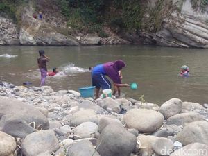 Musim Kemarau, Warga Kondang Garut Minum Air Sungai Cimanuk