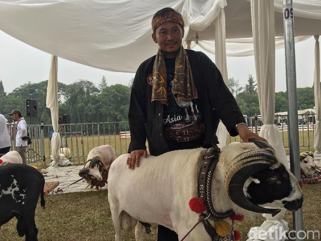 Kisah Sofian, Peternak Domba Sukses dengan Omzet Rp 400 Juta Kisah Sofian, Peternak Domba Sukses dengan Omzet Rp 400 Juta