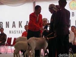 Saat Jokowi Dibuat Penasaran oleh Peternak Kambing