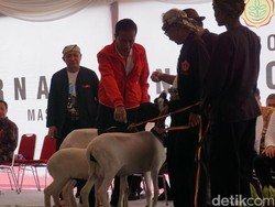 Jokowi Pamer Kambing di Jambore Peternakan: Nggak Kurus Kayak Saya