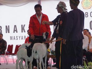 Jokowi: Dulu Banyak Pemberian Sapi dari Pemerintah, Tapi Tak Ada Hasil