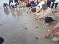 Yang Kamu Belum Tahu, Ujung Kulon Punya Konservasi Penyu