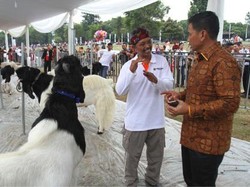 BNI Dukung Indonesia Jadi Eksportir Kambing dan Domba