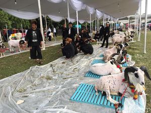 Minggu Pagi, Jokowi Hadiri Jambore Peternak Kambing di Cibubur