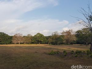 Ini Lokasi Ranger TNUK Pergoki Kucing Besar Diduga Harimau Jawa