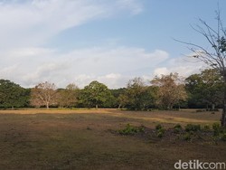 Ini Lokasi Ranger TNUK Pergoki Kucing Besar Diduga Harimau Jawa