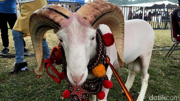 Domba-domba Cantik di Jambore Peternakan Nasional