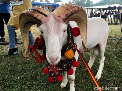 Domba-domba Cantik di Jambore Peternakan Nasional