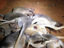 Satwa Asli Mati Akibat Dibangunnya Pagar Pencegah Anjing Liar