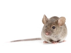 Giliran PNS Kota Serang Kena OTT Tim Saber Pungli