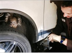 Bergantung di Kaki-kaki Mobil 4x4, Koala Ini Masih Hidup