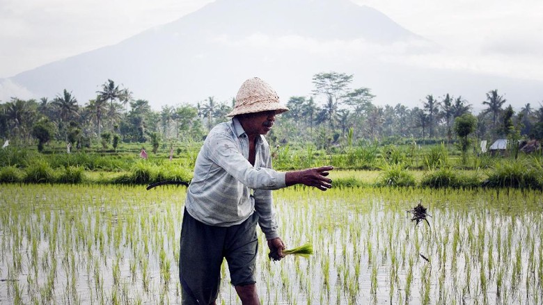 Upah Buruh Tani Naik Tipis 1,07%, Daya Beli Turun