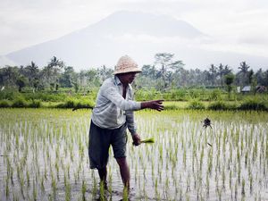 Upah Buruh Tani Naik Tipis 1,07%, Daya Beli Turun