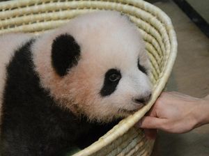 Bayi Panda Menggemaskan di Tokyo Akhirnya Punya Nama Bayi Panda Menggemaskan di Tokyo Akhirnya Punya Nama