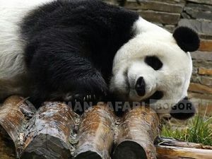 So Cute! Ini Cai Tao-Hu Chun, Giant Panda yang Segera Tiba di RI
