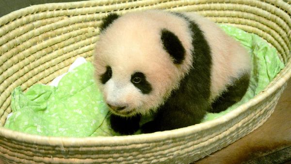 Xiang Xiang, Bayi Panda Lucu yang Mencuri Perhatian di Jepang
