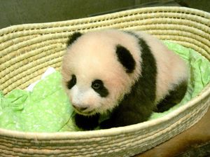 Xiang Xiang, Bayi Panda Lucu yang Mencuri Perhatian di Jepang