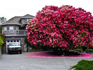 Bunga Ini Hidupkan Lagi Kota Kecil di Kanada