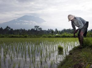Kualitas Pupuk Jelek, Petani Bondowoso Keluhkan Hasil Pertanian