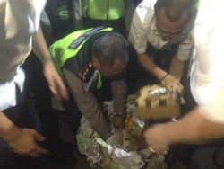 Total Ganja yang Dikamuflase Jeruk di Senayan Ada 250 Kg