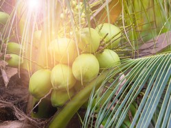 Kementan Yakin Kelapa RI Bisa Kuasai Dunia
