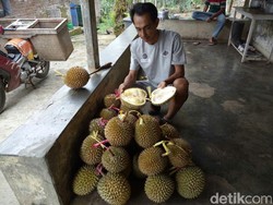 Tak Banyak Panen Durian di Banyuwangi, Petani Ini Raup Untung