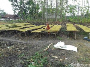 Produksi Tembakau Lamongan Melonjak Meski Dilanda Kekeringan