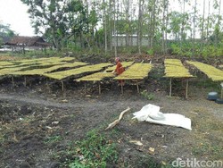 Produksi Tembakau Lamongan Melonjak Meski Dilanda Kekeringan