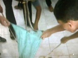 Viral Video Ratusan Ular Dilepas di PN Sumenep, Begini Faktanya