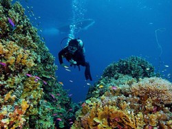 Potensi Wisata di Kawasan Teluk Tomini Sangat Ideal Untuk Snorkeling