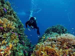 Potensi Wisata di Kawasan Teluk Tomini Sangat Ideal Untuk Snorkeling Potensi Wisata di Kawasan Teluk Tomini Sangat Ideal Untuk Snorkeling