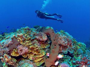 Tomini, Teluk di Gorontalo yang Terluas Se-Indonesia