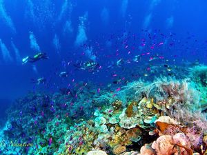 Pesona Teluk Tomini, Surga Bahari yang Punya Potensi Pariwisata Besar