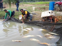 Banyak Ikan Arwana Mati di Riau, Dampak Lumpur Proyek Tol?