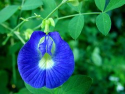 7 Manfaat Bunga Telang, Antikanker hingga Bakar Kalori