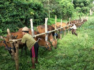 19.000 Ekor Sapi Belum Dievakuasi dari Bahaya Gunung Agung