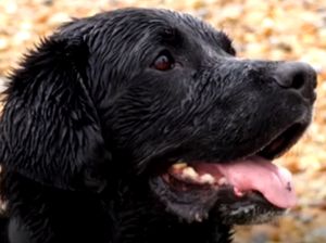 Aksi Heroik Anjing Selamatkan Wanita yang Tenggelam di Laut