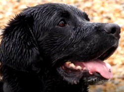 Aksi Heroik Anjing Selamatkan Wanita yang Tenggelam di Laut