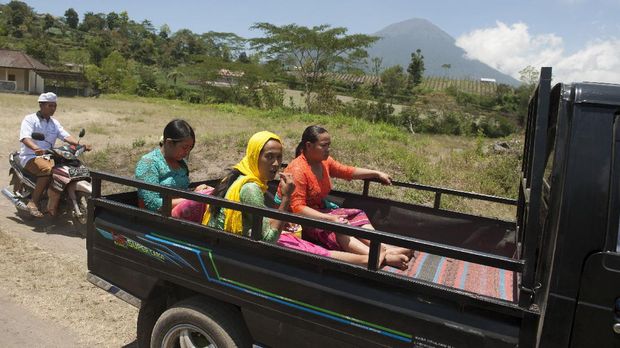 Saat Sapi Jadi Pengungsi Gunung Agung