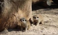 (National Zoo & Aquarium/Youtube)