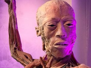 Harus Lihat! Begini Penampakan Bagian Dalam Tubuh Manusia