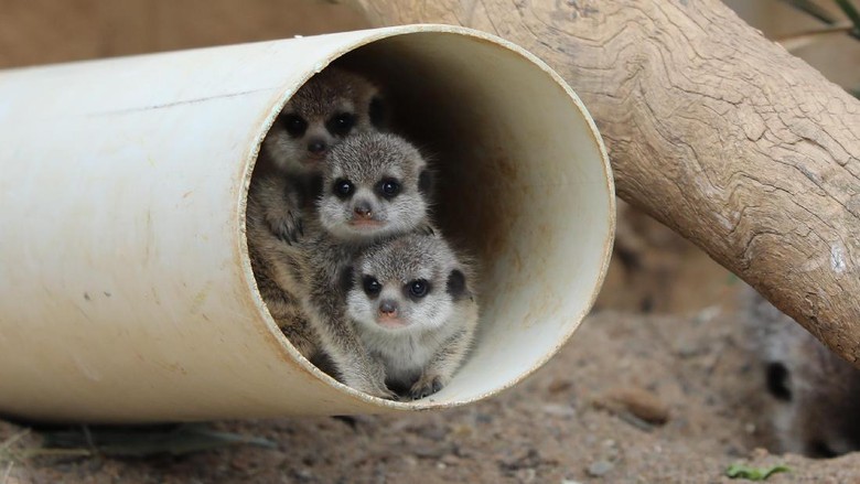 Foto: Tiga bayi meerkat di kebun binatang (National Zoo & Aquarium)