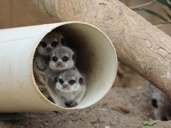 Tingkah Menggemaskan Hewan yang Sadar Kamera