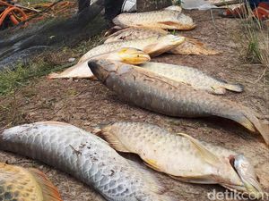 Arwana Si Ikan Mahal, Mati di Kolam Keruh Pinggir Proyek Tol