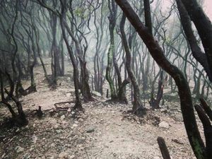 Hutan Instagramble di Jawa Barat Hutan Instagramble di Jawa Barat