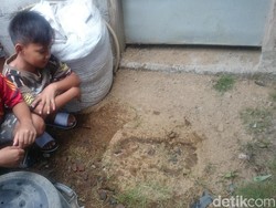 Diyakini Bigfoot Magelang Datang dari Balik Rerimbunan Pohon Mojo